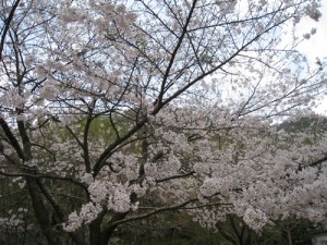 130409桜