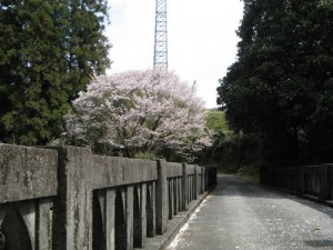 落合橋、鬼原詰めの桜