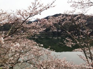 140401桜